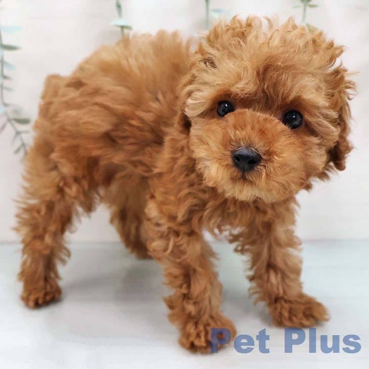 宮崎県のトイプードル(トイ) (ペットプラス 宮崎店/2025年12月26日生まれ/男の子/レッド)の子犬の2枚目の画像