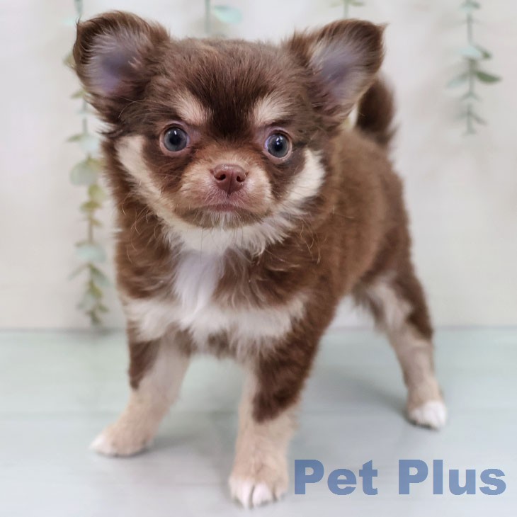 岐阜県のチワワ(ロング) (ペットプラス 各務原店/2026年1月6日生まれ/女の子/チョコレートタン)の子犬の1枚目の画像