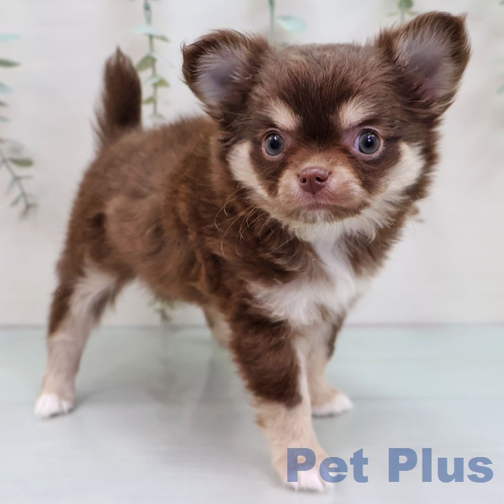 岐阜県のチワワ(ロング) (ペットプラス 各務原店/2026年1月6日生まれ/女の子/チョコレートタン)の子犬の2枚目の画像