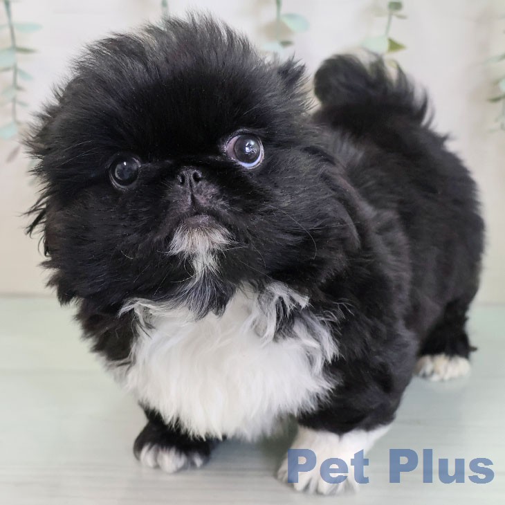 ペキニーズの写真2