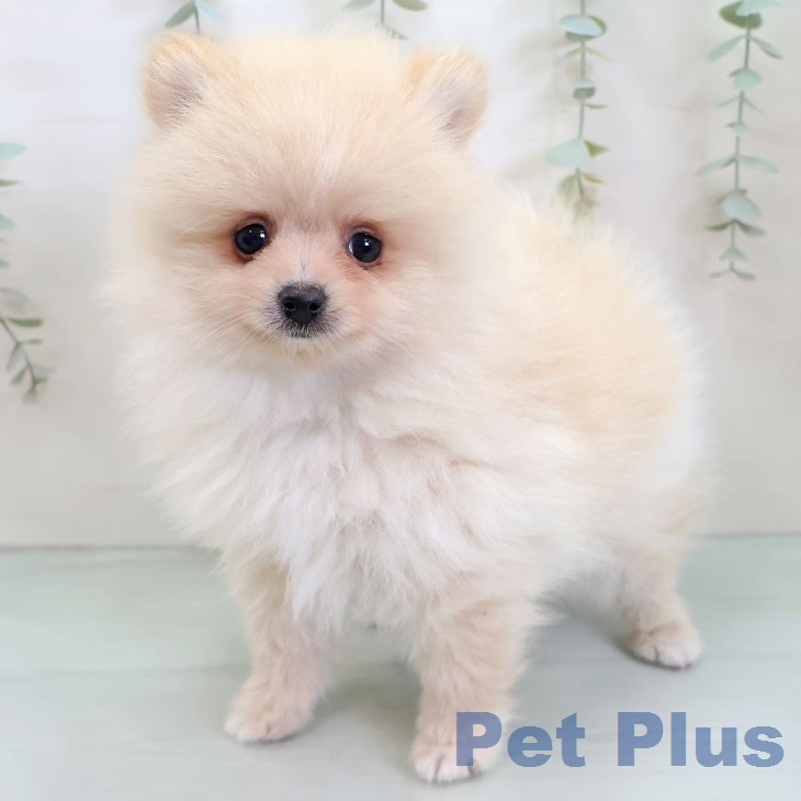 福岡県のポメラニアン (ペットプラス 小倉南店/2026年1月6日生まれ/男の子/クリーム)の子犬の1枚目の画像