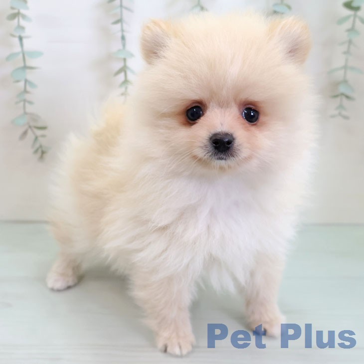 福岡県のポメラニアン (ペットプラス 小倉南店/2026年1月6日生まれ/男の子/クリーム)の子犬の2枚目の画像