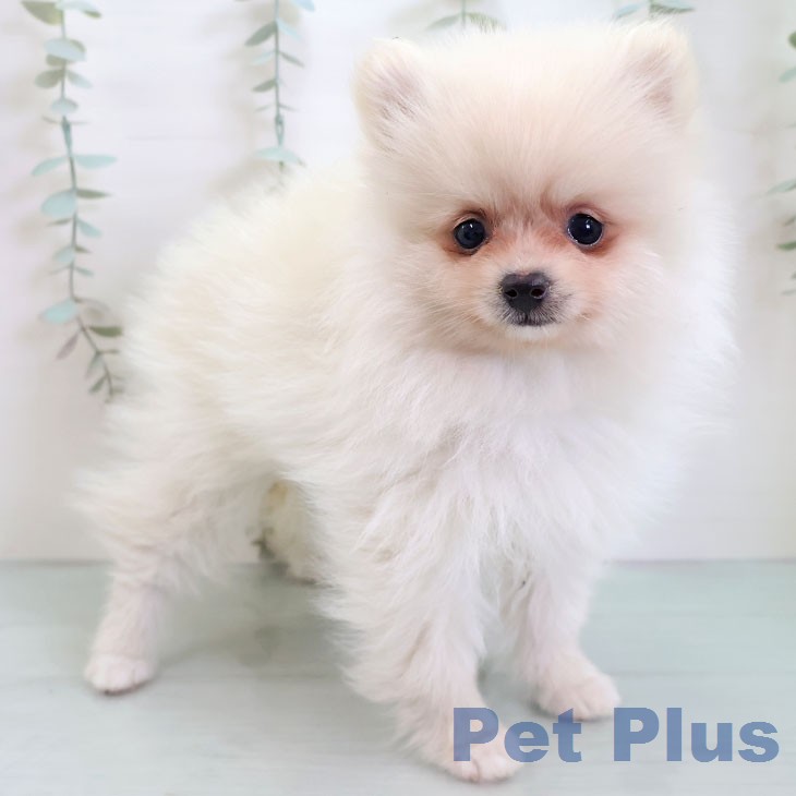 福岡県のポメラニアン (ペットプラス 福岡店/2026年1月6日生まれ/女の子/クリーム)の子犬の1枚目の画像