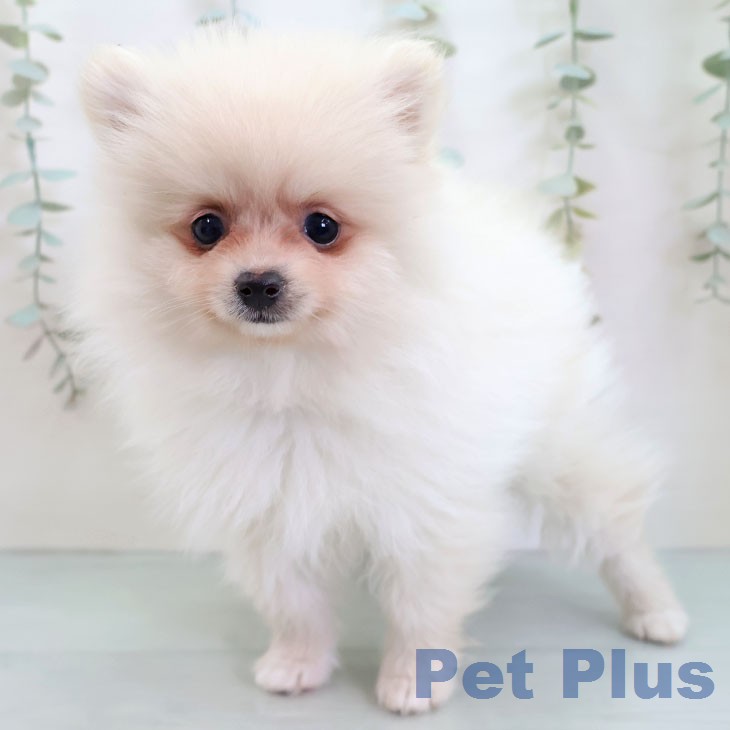 福岡県のポメラニアン (ペットプラス 福岡店/2026年1月6日生まれ/女の子/クリーム)の子犬の2枚目の画像