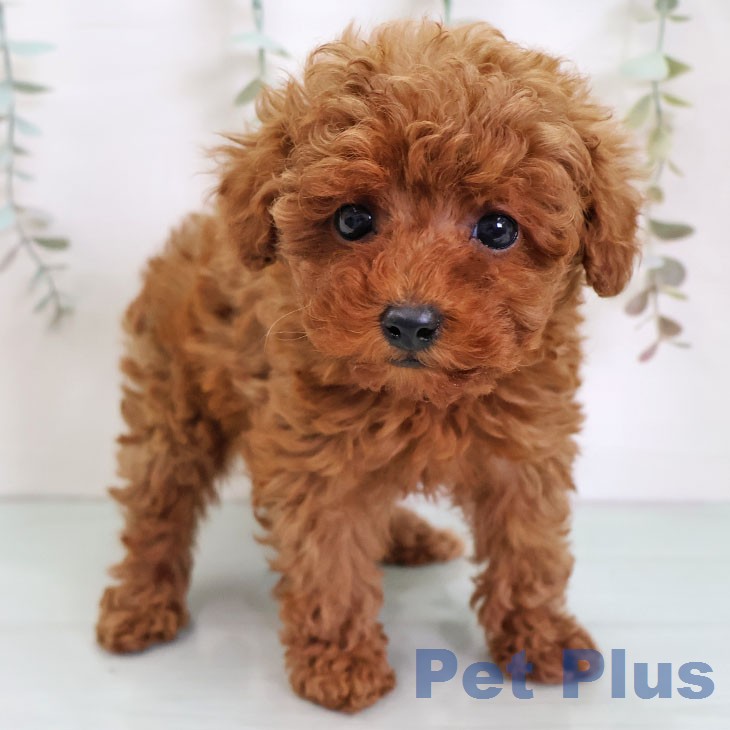 トイ・プードル