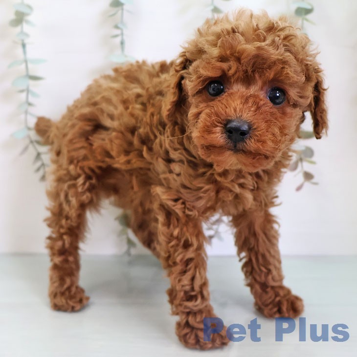 福岡県のトイプードル(トイ) (ペットプラス 春日店/2026年1月6日生まれ/男の子/レッド)の子犬の1枚目の画像