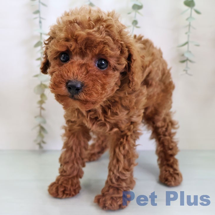 福岡県のトイプードル(トイ) (ペットプラス 春日店/2026年1月6日生まれ/男の子/レッド)の子犬の2枚目の画像