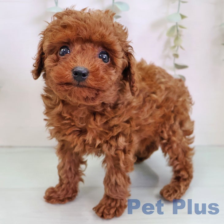 トイ・プードルの写真2