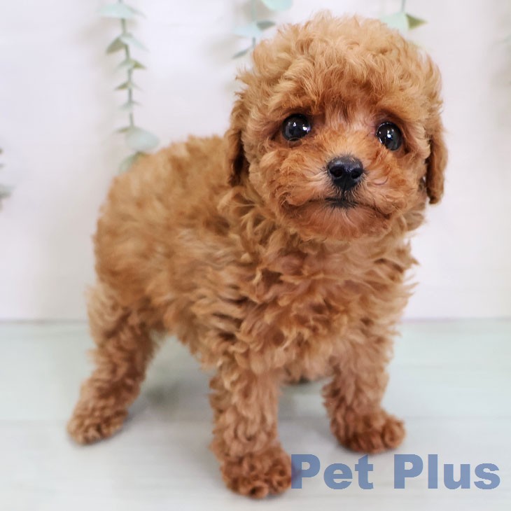 トイ・プードルの写真2