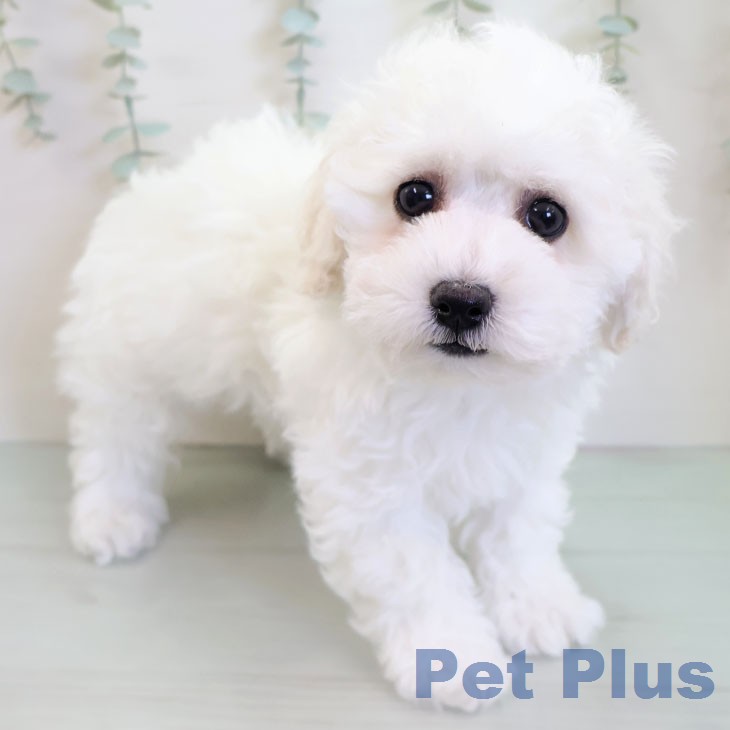 福岡県のビションフリーゼ (ペットプラス 春日店/2025年12月25日生まれ/男の子/ホワイト)の子犬の1枚目の画像