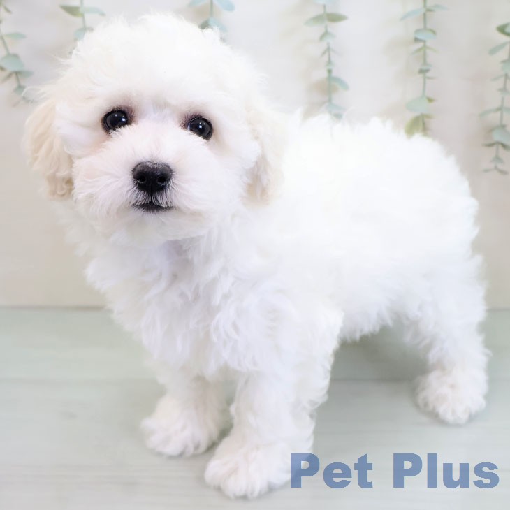 福岡県のビションフリーゼ (ペットプラス 春日店/2025年12月25日生まれ/男の子/ホワイト)の子犬の2枚目の画像