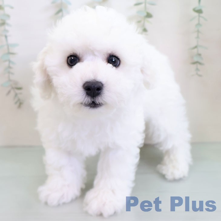 ビション・フリーゼ