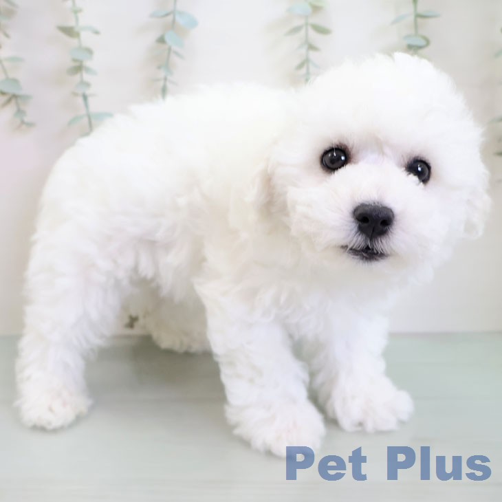 ビション・フリーゼの写真2