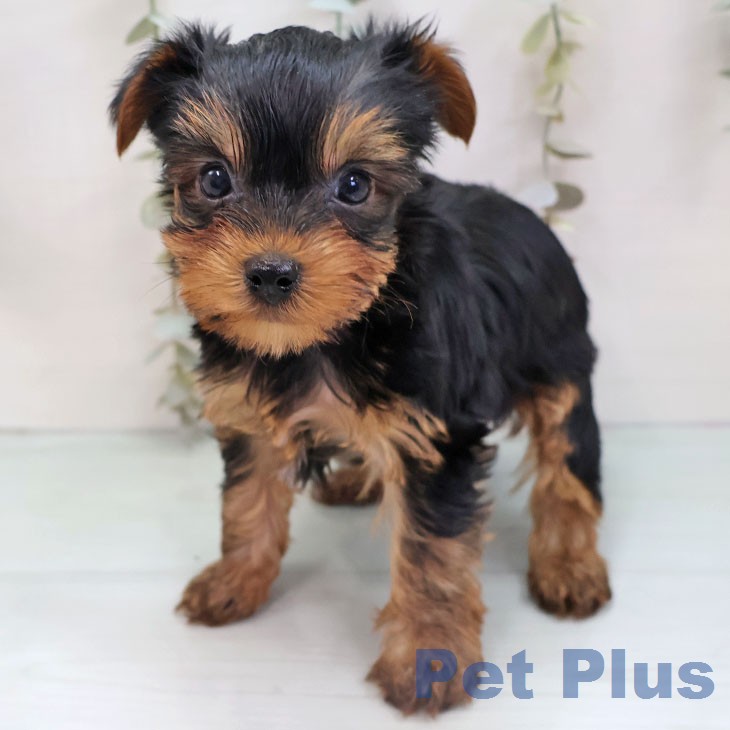 ヨークシャー・テリアの写真1