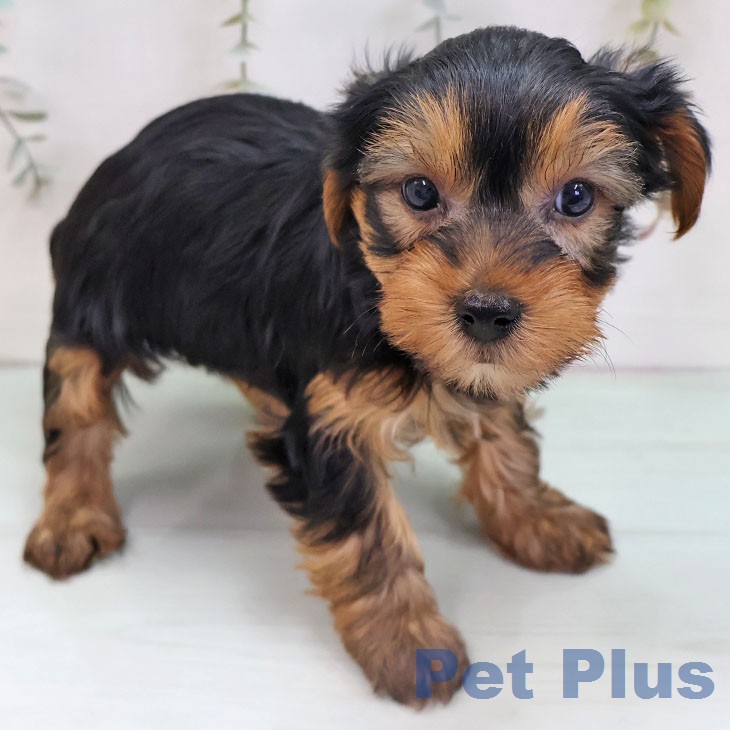 ヨークシャー・テリアの写真2