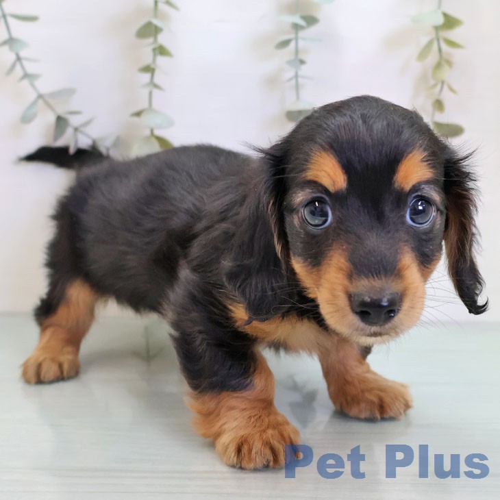 福岡県のミニチュアダックスフンド(ロング) (ペットプラス 八幡東店/2026年1月1日生まれ/女の子/ブラックタン)の子犬の1枚目の画像