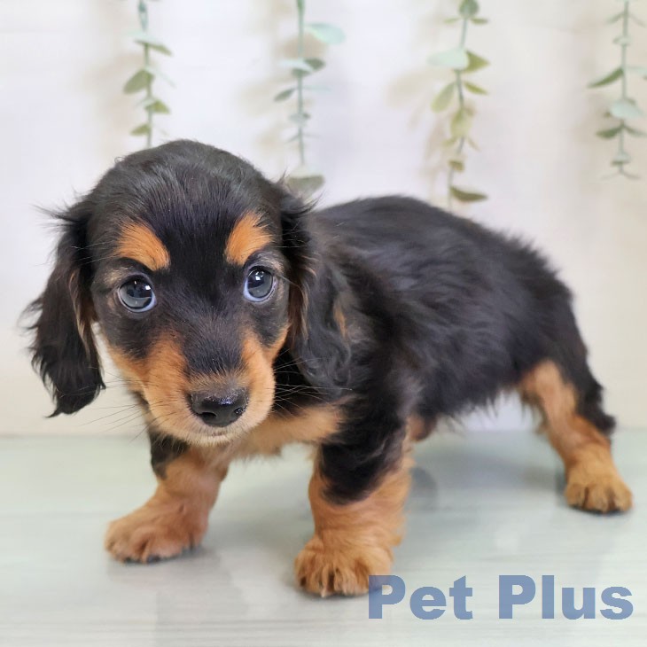 福岡県のミニチュアダックスフンド(ロング) (ペットプラス 八幡東店/2026年1月1日生まれ/女の子/ブラックタン)の子犬の2枚目の画像