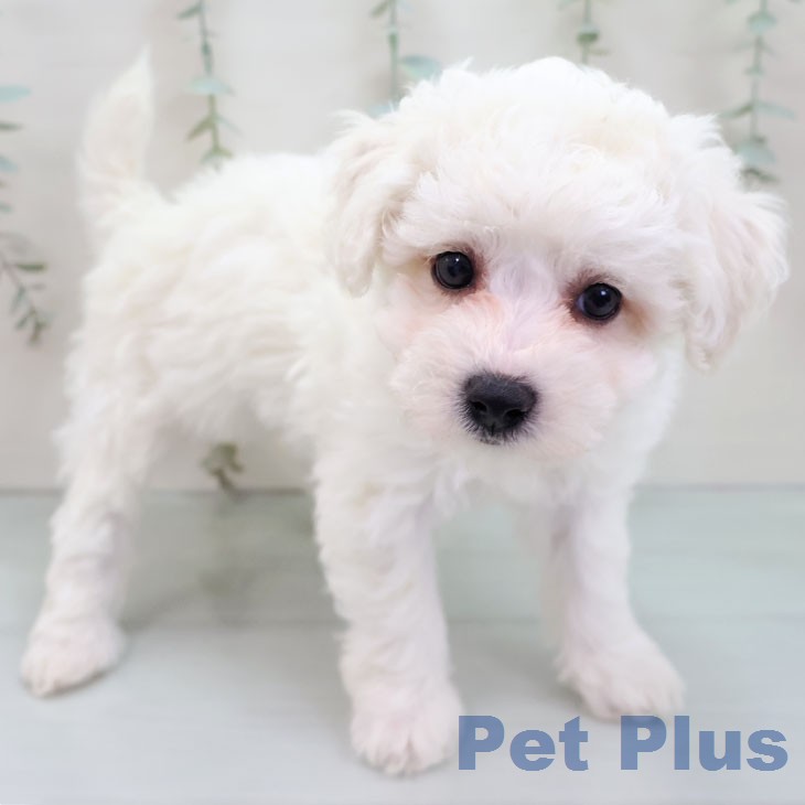 ビション・フリーゼ