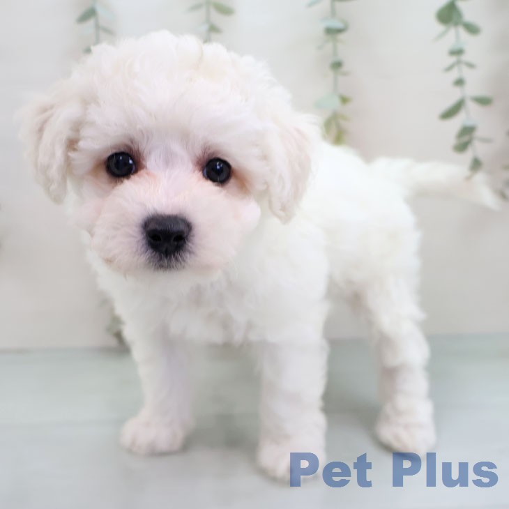 ビション・フリーゼの写真2