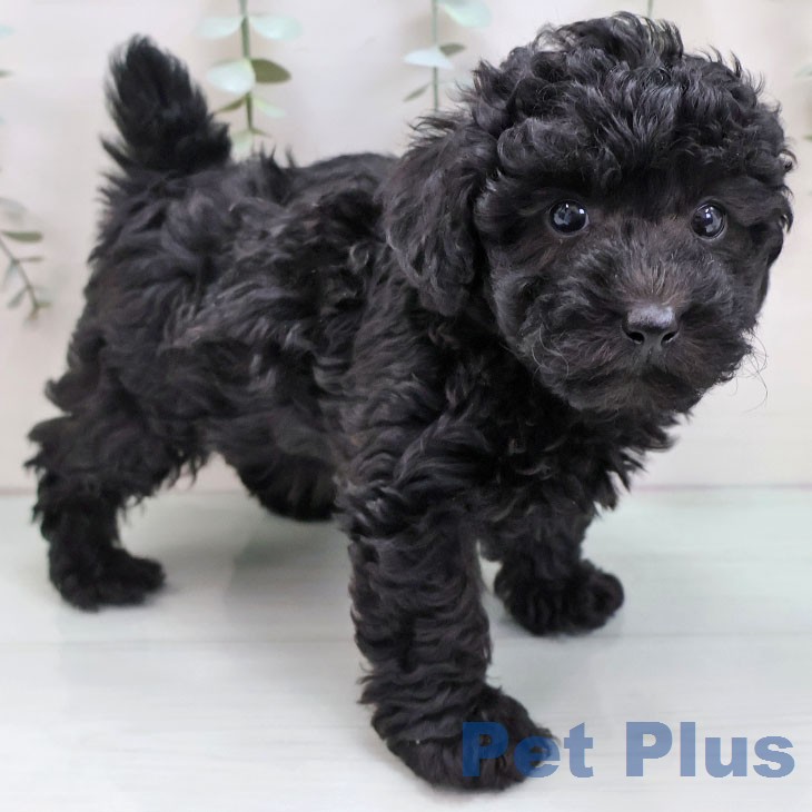 沖縄県のトイプードル(トイ) (ペットプラス 沖縄ライカム店/2026年1月6日生まれ/男の子/ブラック)の子犬の1枚目の画像