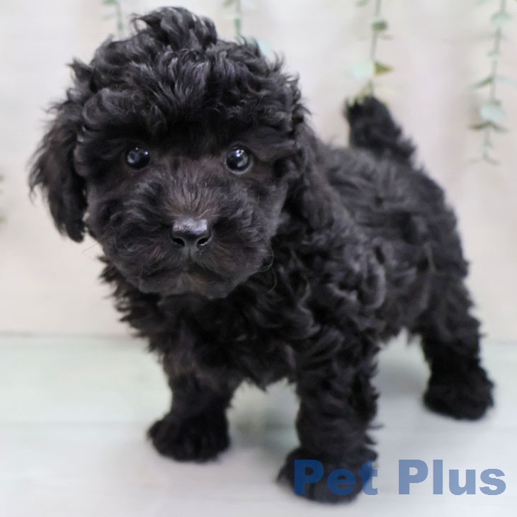 沖縄県のトイプードル(トイ) (ペットプラス 沖縄ライカム店/2026年1月6日生まれ/男の子/ブラック)の子犬の2枚目の画像