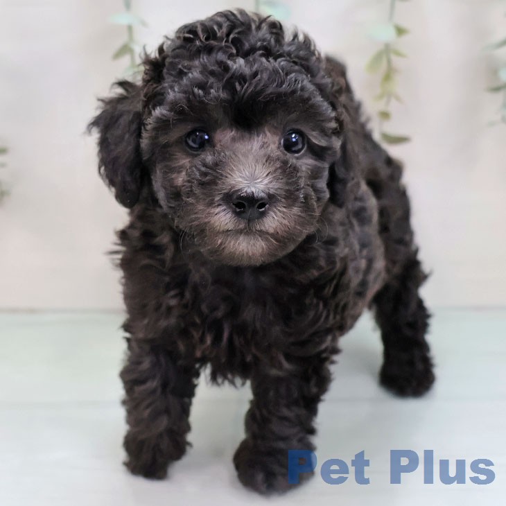 トイ・プードルの写真2