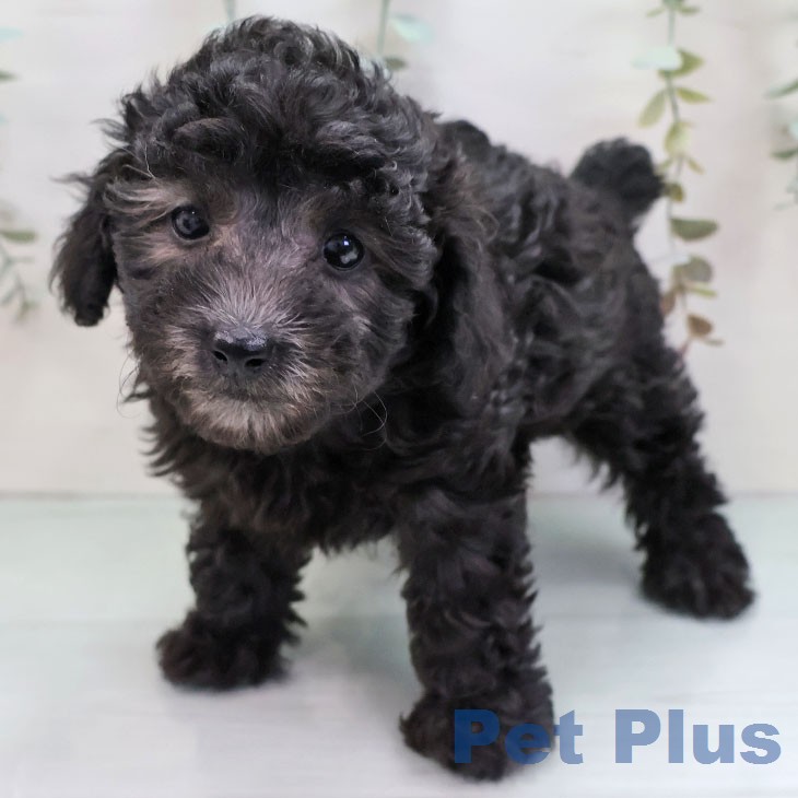 愛知県のトイプードル(トイ) (ペットプラス mozoワンダーシティ店/2026年1月6日生まれ/女の子/シルバー)の子犬の1枚目の画像