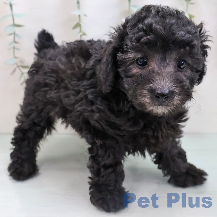 愛知県のトイプードル(トイ) (ペットプラス mozoワンダーシティ店/2026年1月6日生まれ/女の子/シルバー)の子犬の2枚目の画像