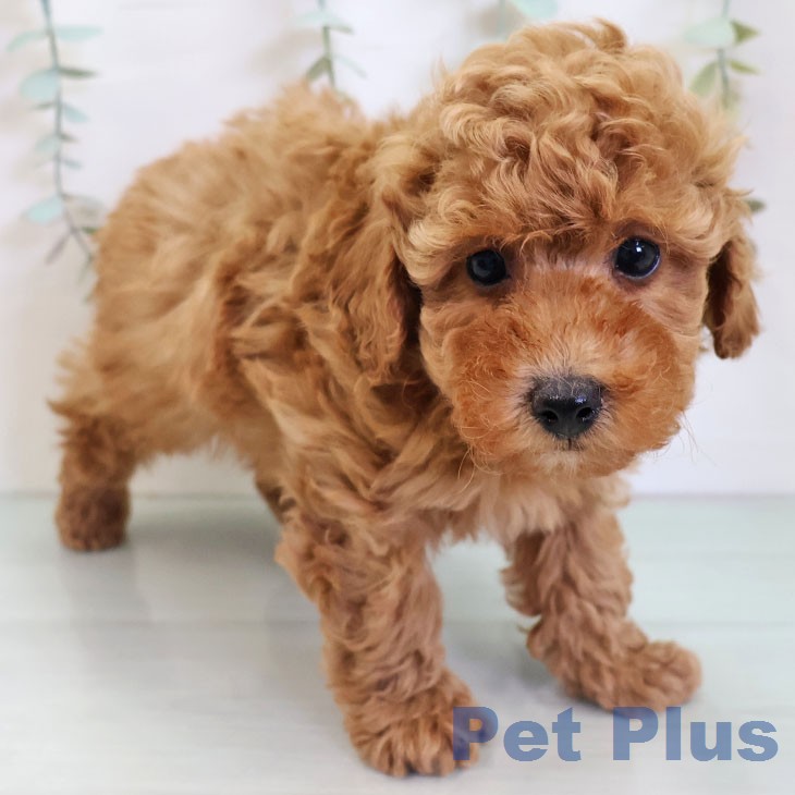 トイ・プードル