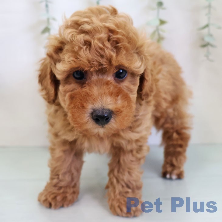 トイ・プードルの写真2