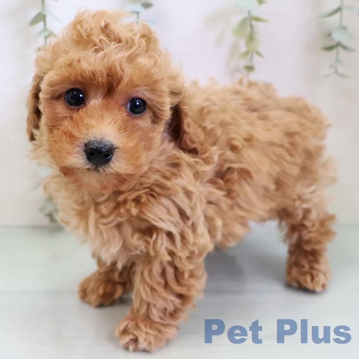 トイ・プードル