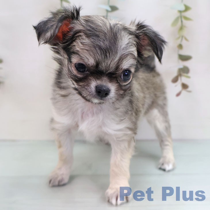 福岡県のチワワ(ロング) (ペットプラス ららぽーと福岡店/2026年1月2日生まれ/男の子/フォーン)の子犬の2枚目の画像