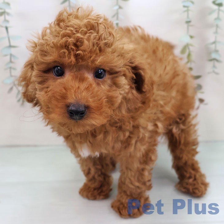 トイ・プードルの写真2