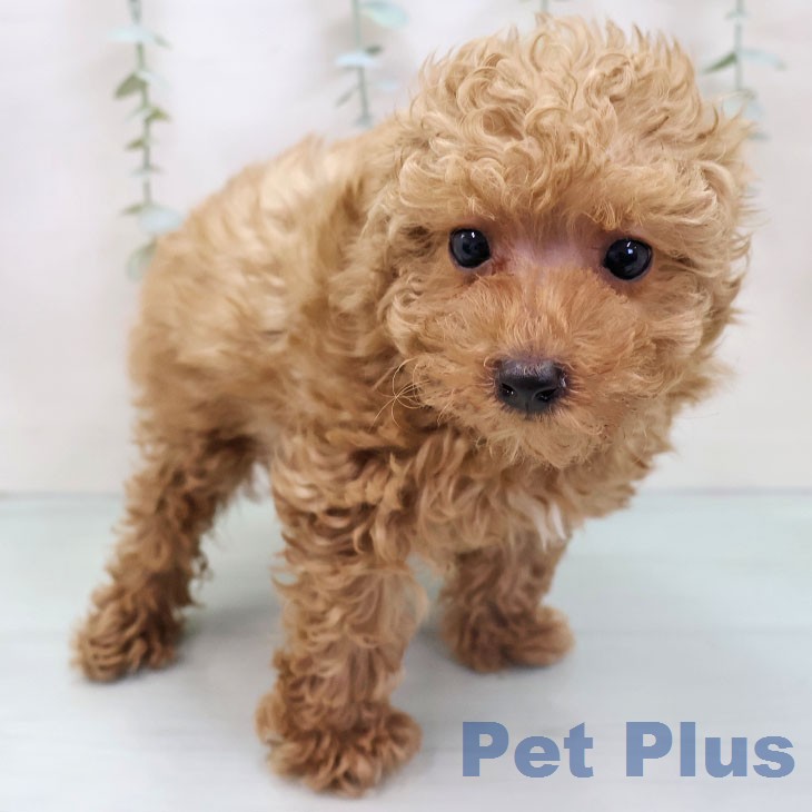 トイ・プードルの写真2