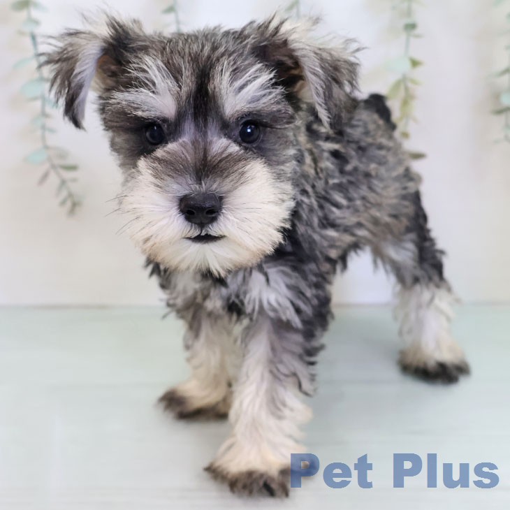 ミニチュア・シュナウザーの写真2