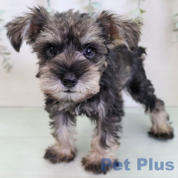 ミニチュア・シュナウザー