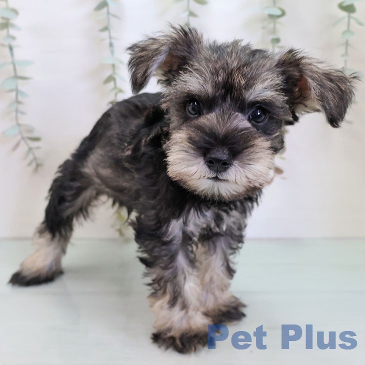 ミニチュア・シュナウザーの写真2