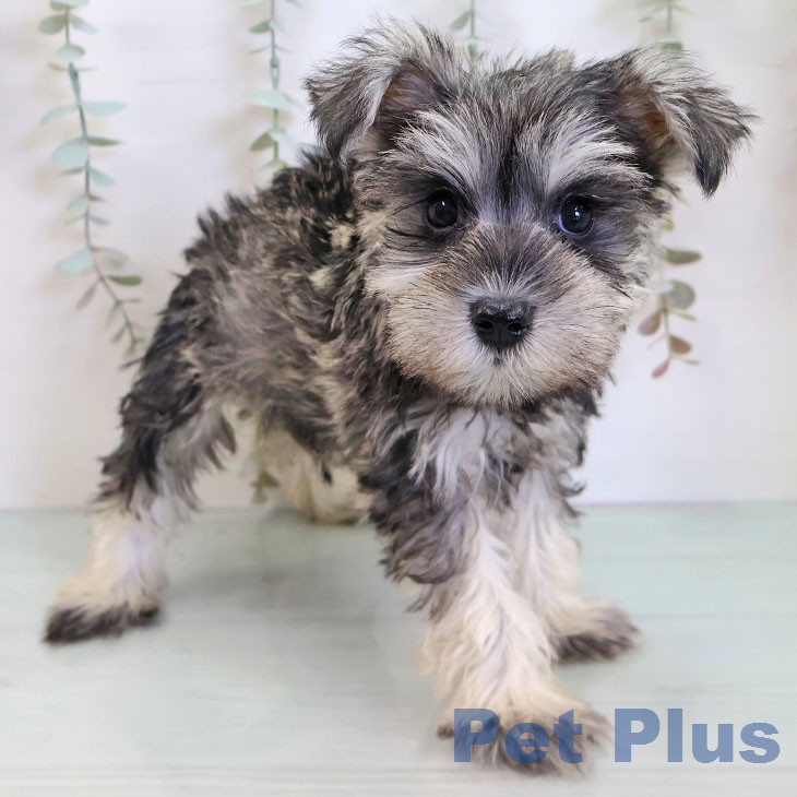福岡県のミニチュアシュナウザー (ペットプラス 春日店/2026年1月8日生まれ/男の子/ソルトペッパー)の子犬の1枚目の画像