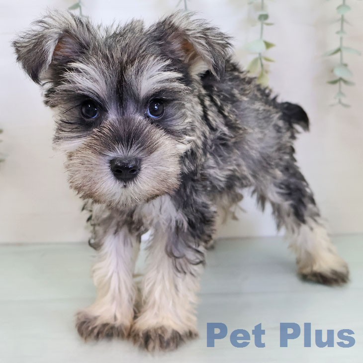 福岡県のミニチュアシュナウザー (ペットプラス 春日店/2026年1月8日生まれ/男の子/ソルトペッパー)の子犬の2枚目の画像