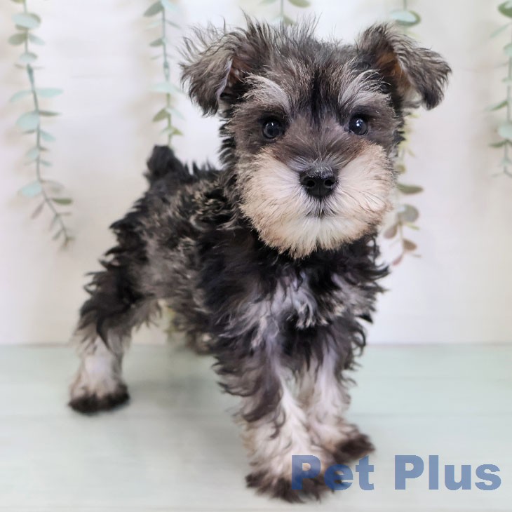 鹿児島県のミニチュアシュナウザー (ペットプラス 姶良店/2026年1月8日生まれ/男の子/ソルトペッパー)の子犬