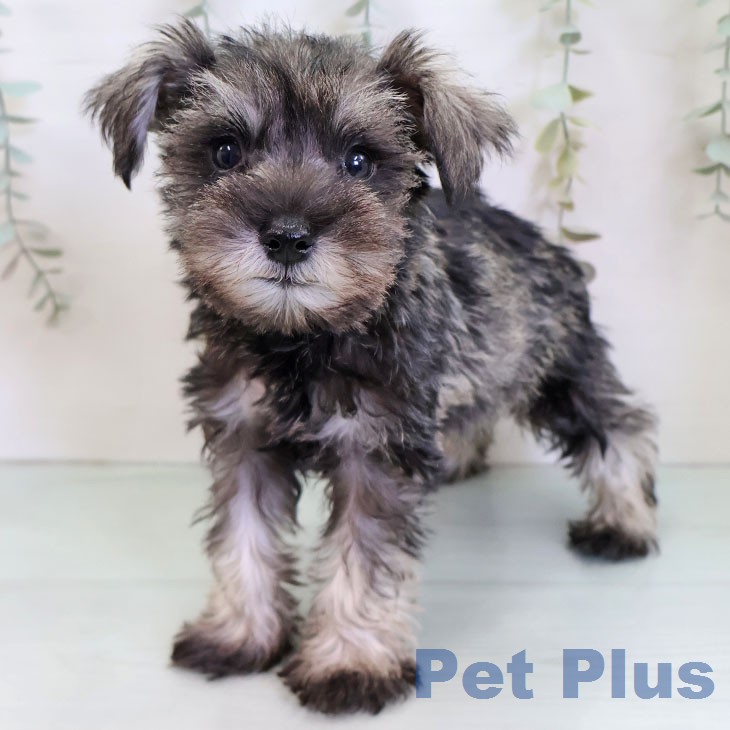 ミニチュア・シュナウザー