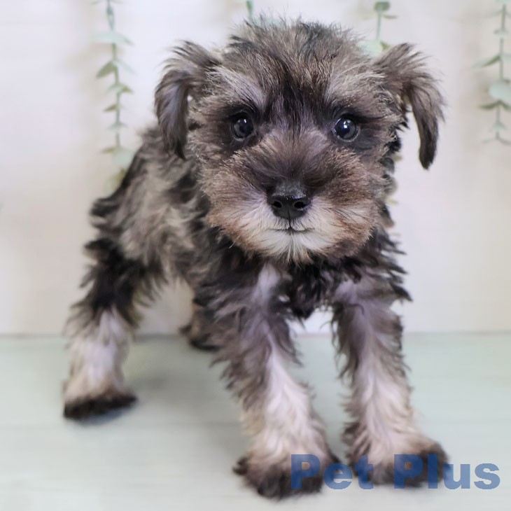 ミニチュア・シュナウザーの写真2