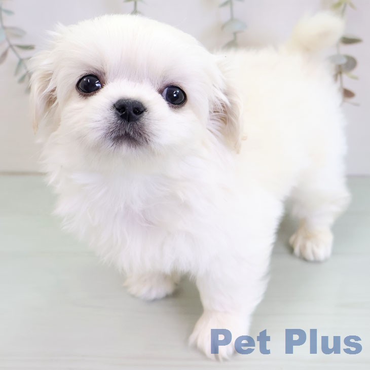 ペキニーズの写真2