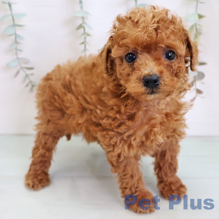 宮崎県のトイプードル(トイ) (ペットプラス 宮崎店/2026年1月1日生まれ/女の子/レッド)の子犬の2枚目の画像