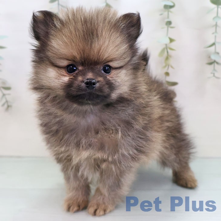 鹿児島県のポメラニアン (ペットプラス 姶良店/2026年1月7日生まれ/男の子/オレンジセーブル)の子犬の1枚目の画像