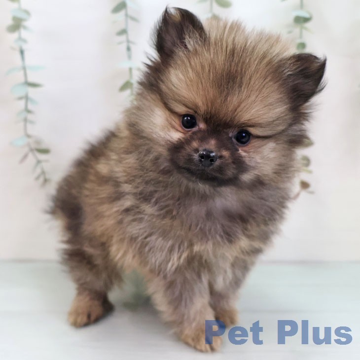 鹿児島県のポメラニアン (ペットプラス 姶良店/2026年1月7日生まれ/男の子/オレンジセーブル)の子犬の2枚目の画像