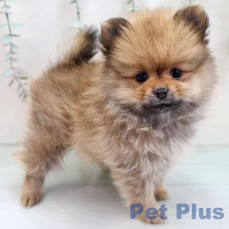 ポメラニアンの写真2