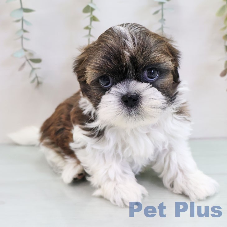 シー・ズーの写真2