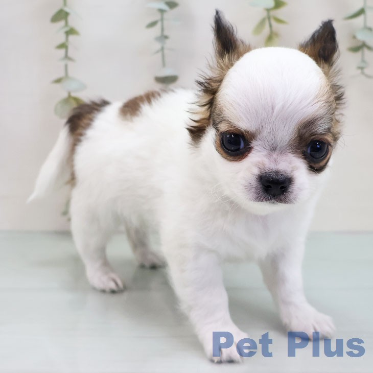 福岡県のチワワ(ロング) (ペットプラス ららぽーと福岡店/2026年1月8日生まれ/男の子/ホワイトレッド)の子犬の2枚目の画像