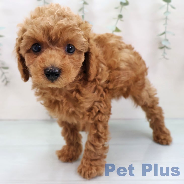 トイ・プードルの写真2